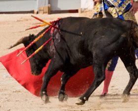 Bullfighting is Bullshit -Artice 2 - Image cvr