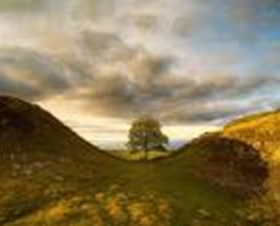 sycamore gap image 6